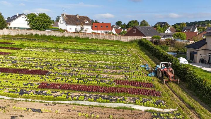 Vente pommes de terre de qualité Le Havre